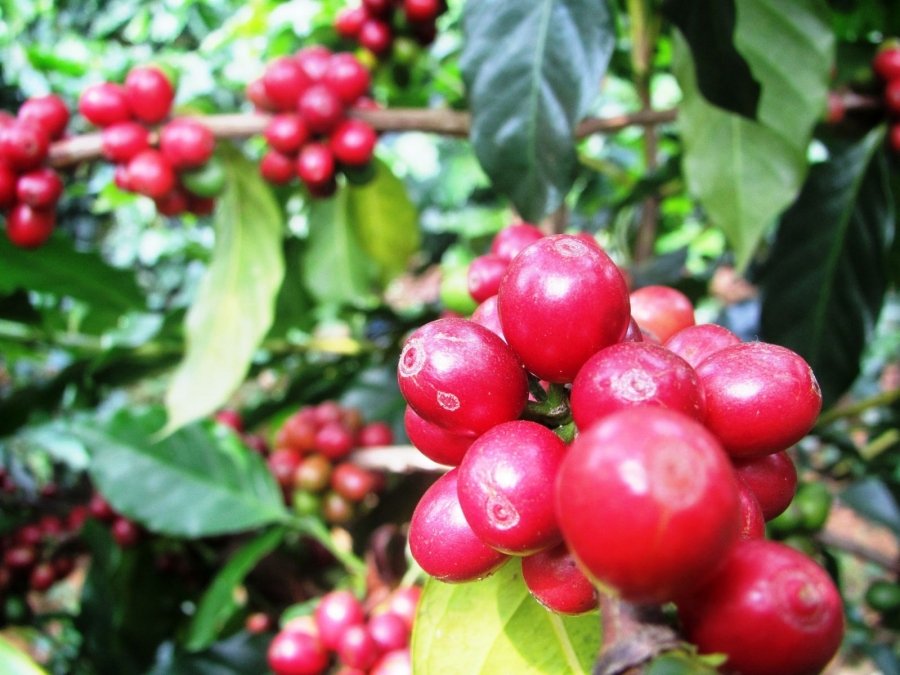 Chế biến cà phê phương pháp Ướt